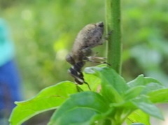 Phylloscelis pallescens