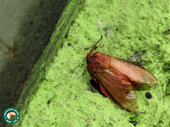 Edebessa purens