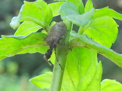 Phylloscelis pallescens