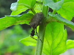 Phylloscelis pallescens