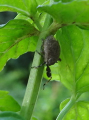 Phylloscelis pallescens