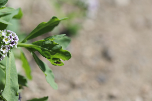 iNaturalist observation photo of Fairy Bees