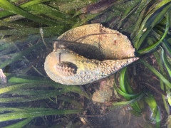 Acanthochitona fascicularis