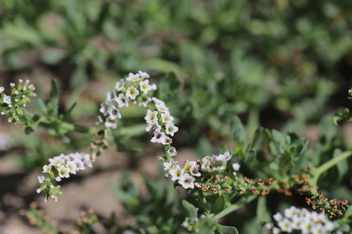 iNaturalist observation photo of Heliotrope Fairy Bee