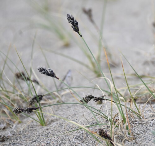 Baikal Sedge (Carex sabulosa)