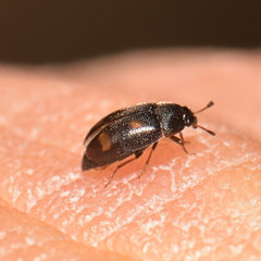 Litargus tetraspilotus