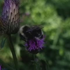 Bombus ashtoni