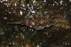 Systolederus greeni