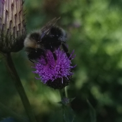 Bombus ashtoni
