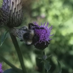 Bombus ashtoni