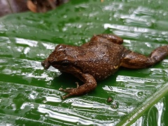 Los Auribios Rocket Frog photo 2