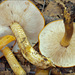 Tricholoma aurantium - Photo (c) Amadej Trnkoczy, algunos derechos reservados (CC BY-NC-SA)
