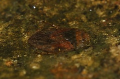 Diaphorocoris