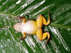 Los Auribios Rocket Frog photo 3