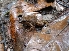 Los Auribios Rocket Frog photo 4