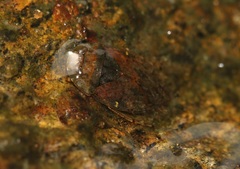 Diaphorocoris