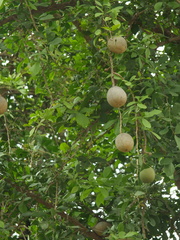 Aegle marmelos