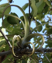 Tillandsia exserta
