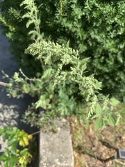Artemisia vulgaris