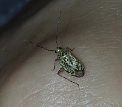 Taedia marmorata