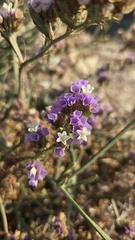 Limonium sinuatum