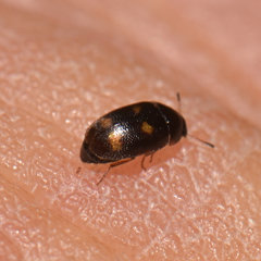 Litargus tetraspilotus