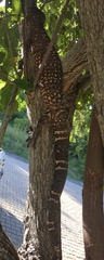 Heloderma horridum