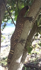 Heloderma horridum