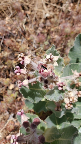 iNaturalist observation photo of Cochlorhinus pluto