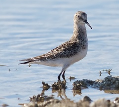 Calidris bairdii