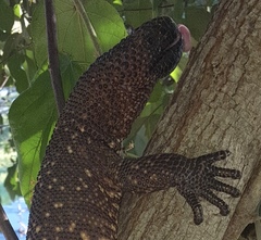 Heloderma horridum