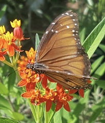 Danaus eresimus montezuma