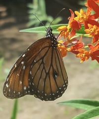 Danaus eresimus montezuma
