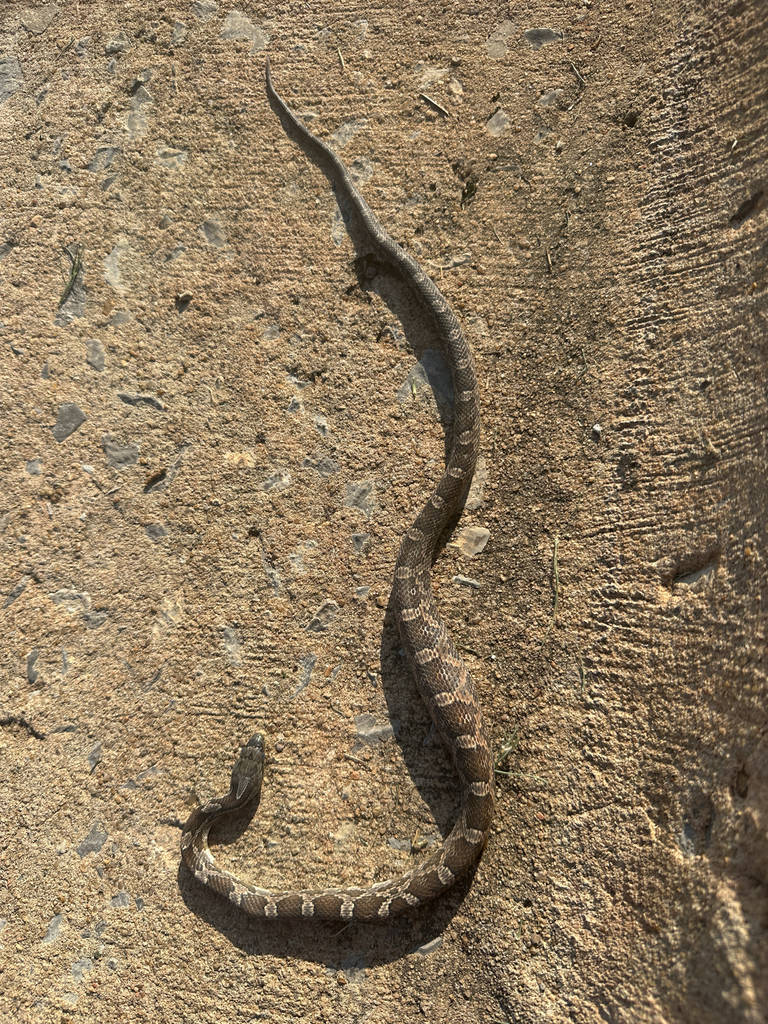 Western Rat Snake