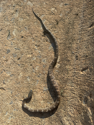 Western Rat Snake