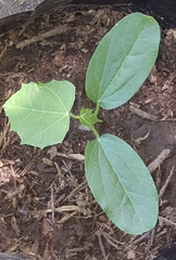 Cnidoscolus elasticus