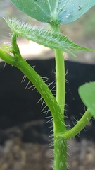 Cnidoscolus elasticus