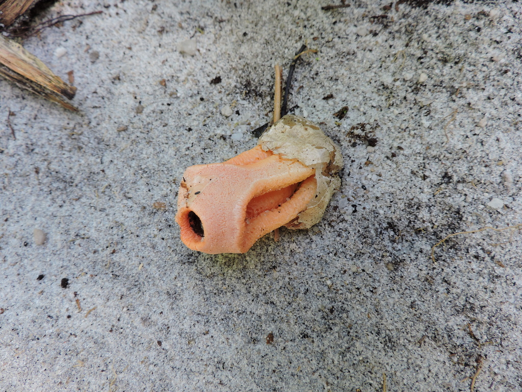 Clathrus columnatus · May 2025 · photo: © bariza (iNaturalist, cc-by)