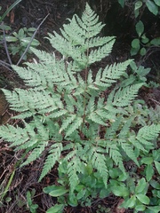 Loxsoma cunninghamii