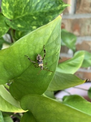 Leptoglossus occidentalis