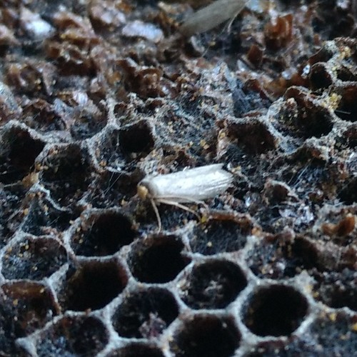 Lesser Wax Moth photo 2