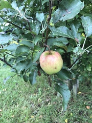 Malus domestica