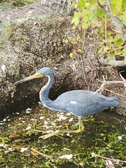 Egretta tricolor image