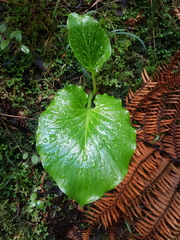 Cardiocrinum giganteum