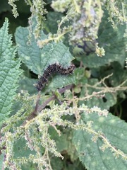 Aglais caschmirensis