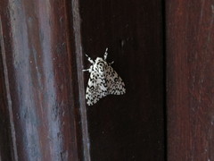 Lymantria singapura