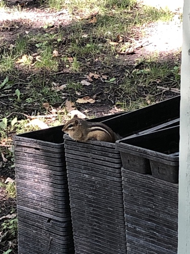 Eastern Chipmunk photographed in North Dakota