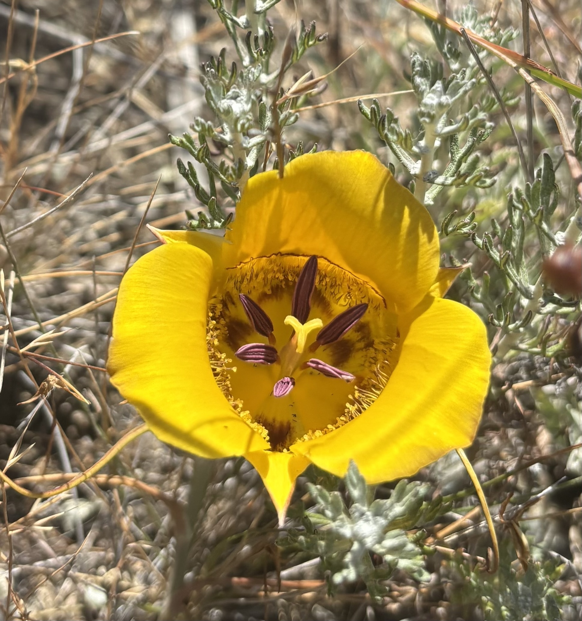 Calochortus clavatus