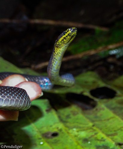 Braided Shadow Snake, Synophis plectovertebralis