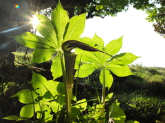 Arisaema leschenaultii